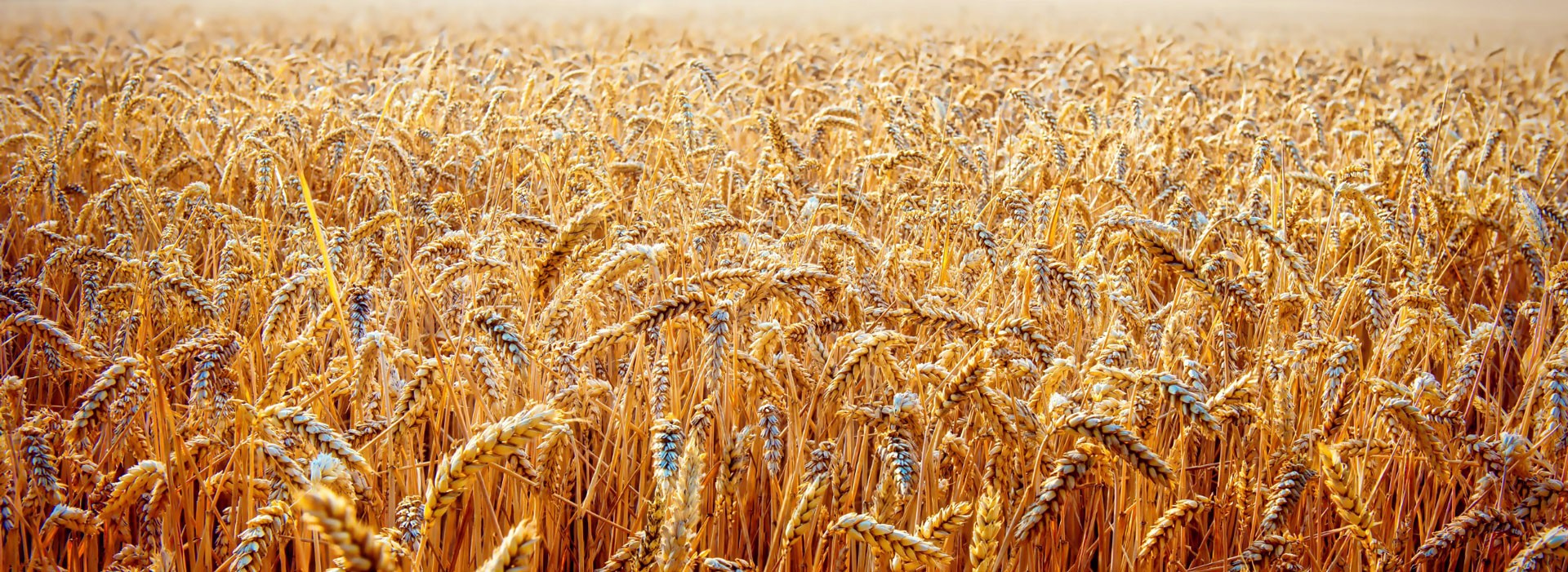 Farm Fresh Innovations